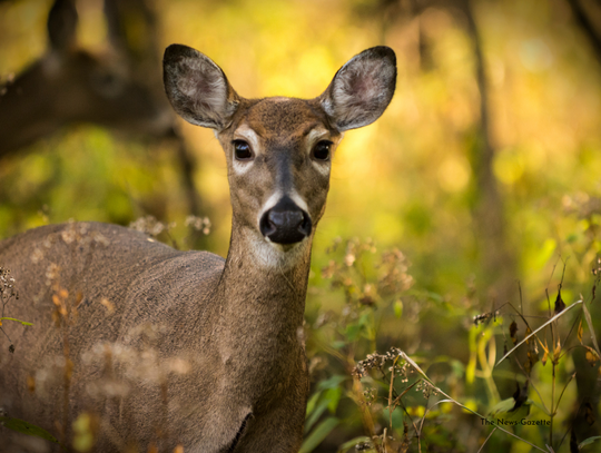 Regional Cases Of HD In Deer Reported
