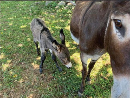 Rescued Donkey Gives Birth