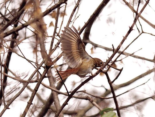 Rockbridge Bird Club Walk Saturday