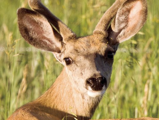 Rockbridge County Fall Hunting Seasons 2026-2027