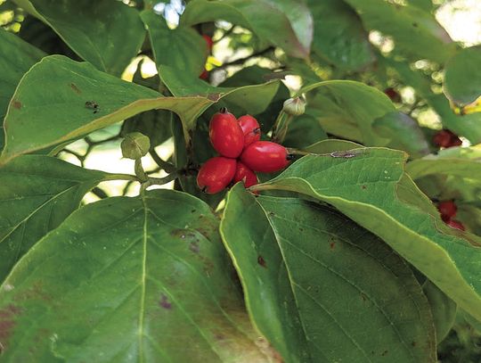 Seasonal Turnings In The Country