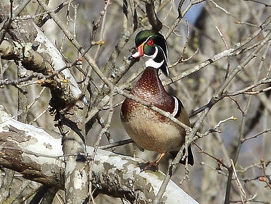 Second Take For Bird Walk In BV