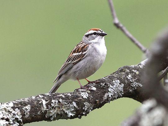 Sparrows, Merlin Highlight 99th Area Bird Count