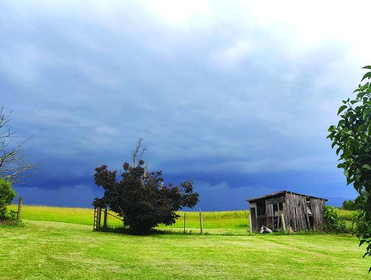 Storm Wipes Out Trees, Power Lines