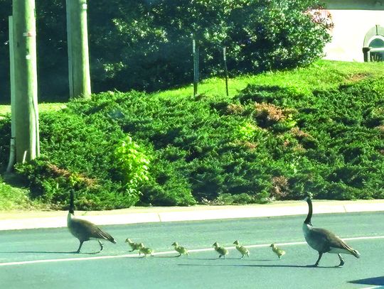 Traffic Stoppers