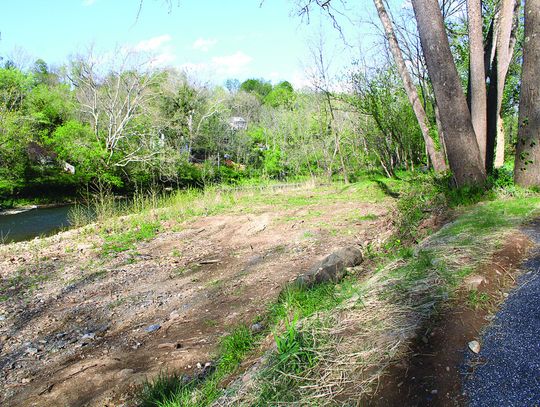 Tree Removal At Jordans Point