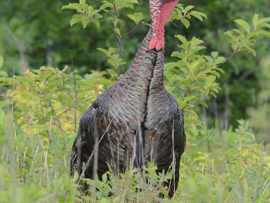 Turkey Talk, Bird Outing On Tap