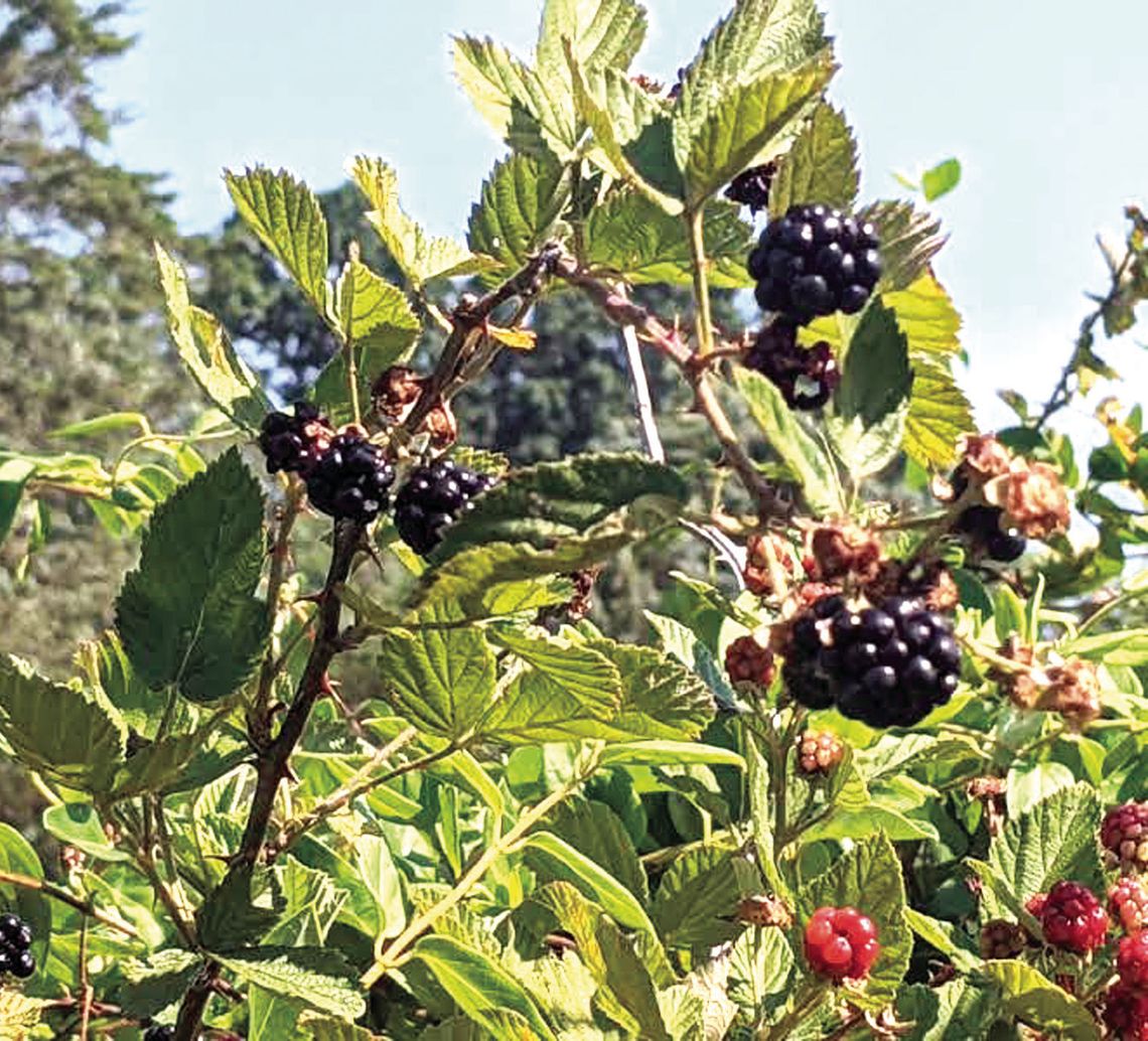 A Break From The Noise, With Blackberries