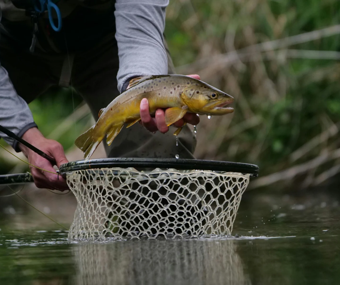 Area Out of Trout? Area Out of Trout?