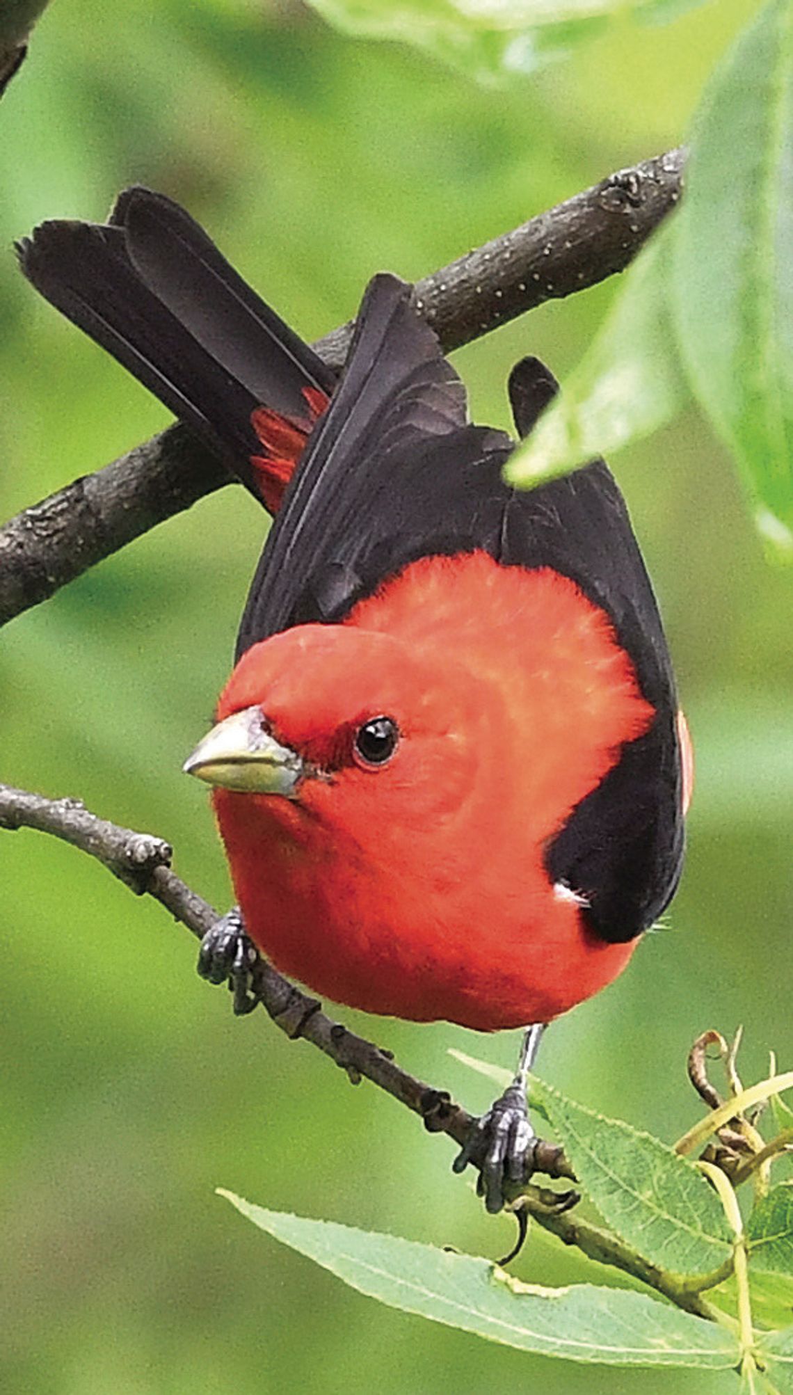 Bird Club Readies May Walks