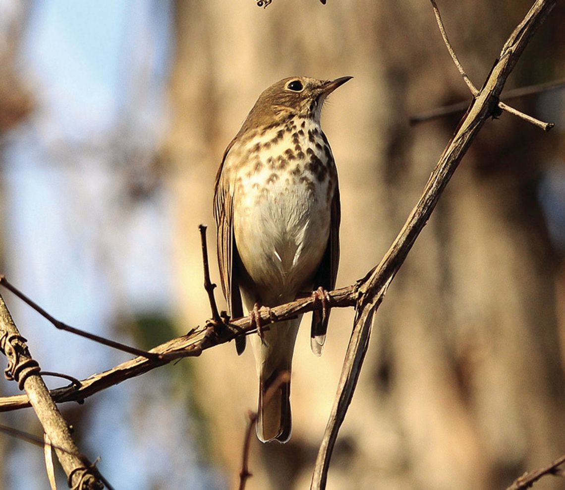 Bird Club Readies Walk and Talk