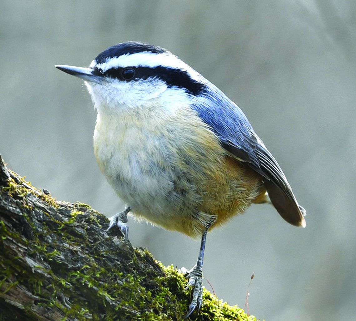 Birders Walking Locher Tract Birders Walking Locher Tract