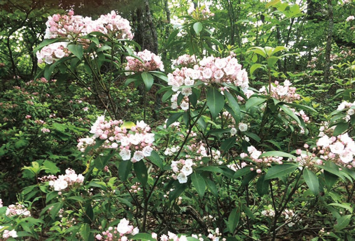 Blooming On The Parkway