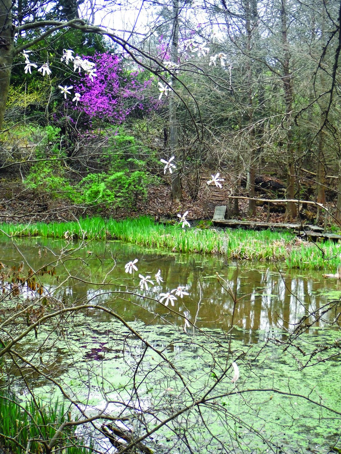 Boxerwood Wins Planning Grant For Wetlands Restoration