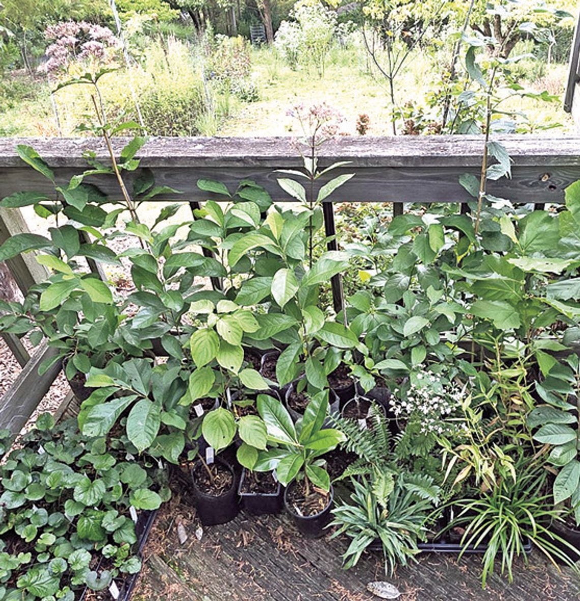 Brushy Hills Native Plant Sale Saturday