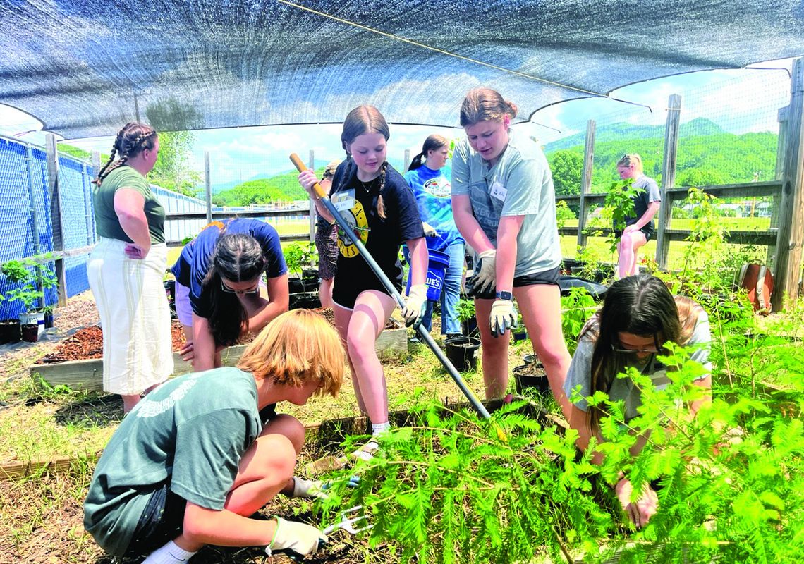 BV Tree Giveaway Saturday BV Tree Giveaway Saturday