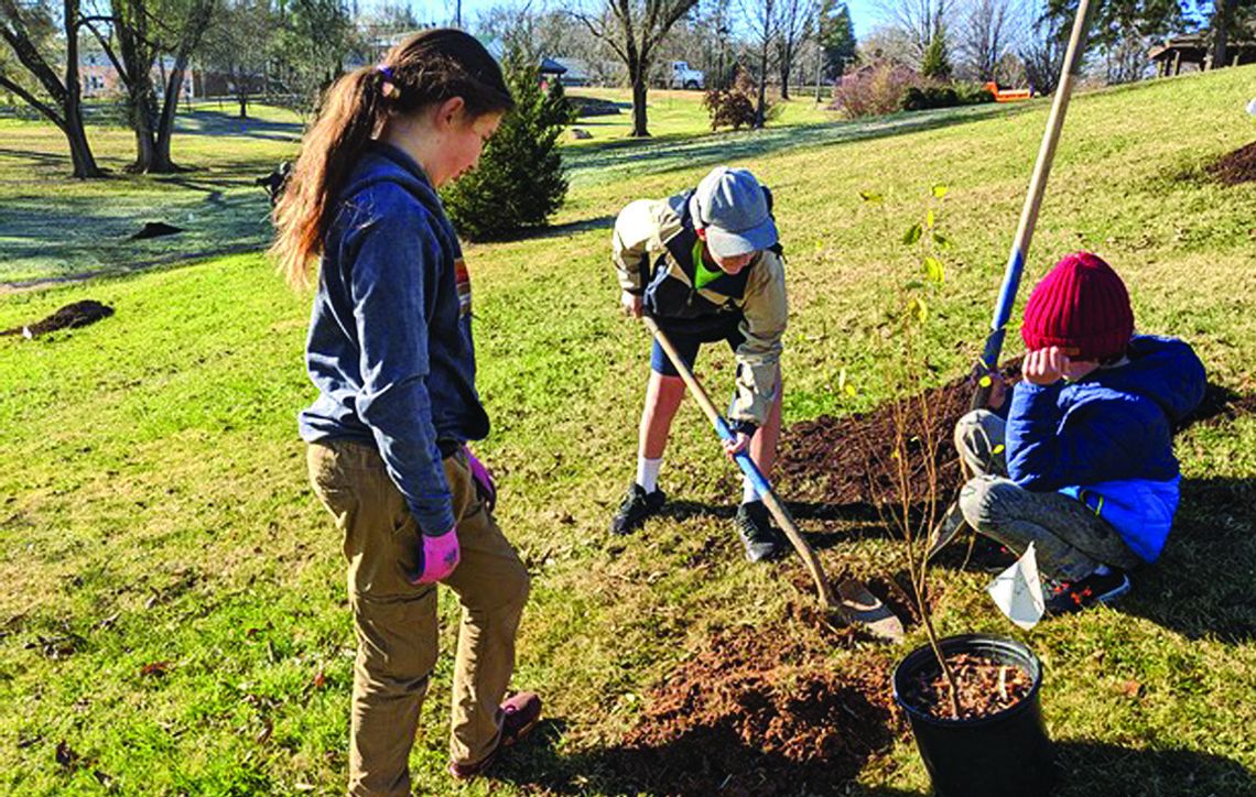 City, Boxerwood Launch The Great Tree Giveaway