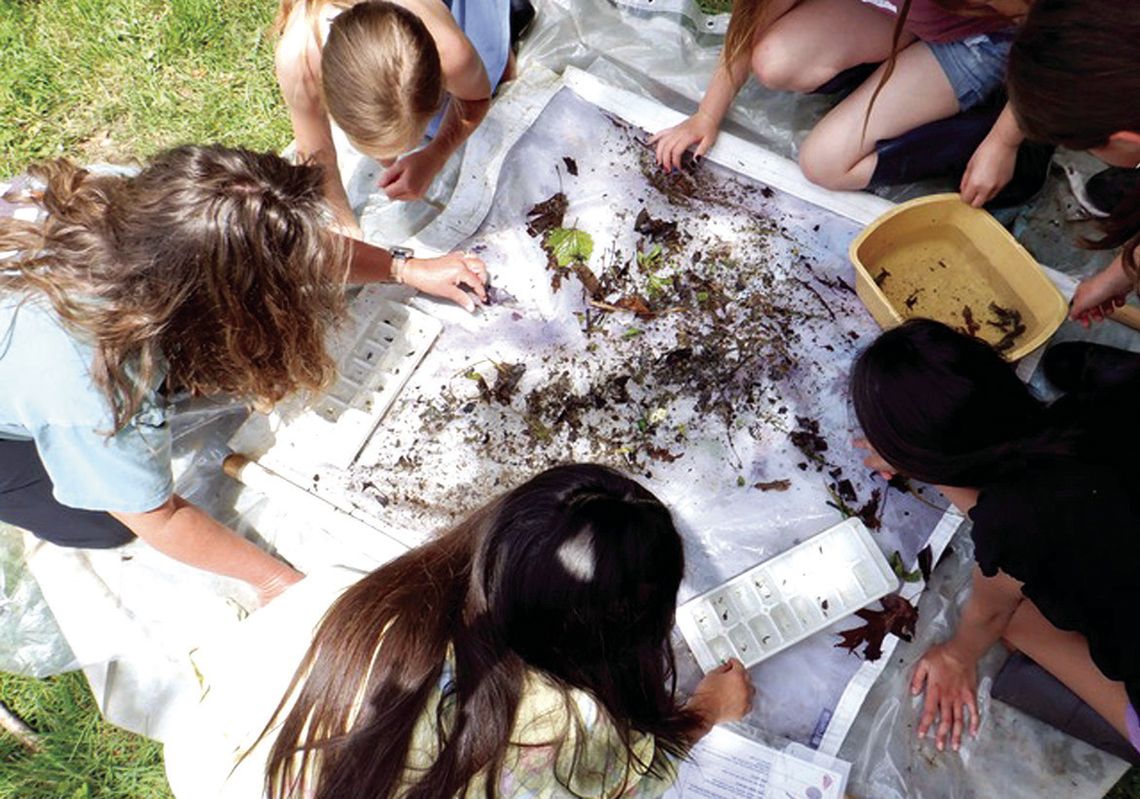 Ecology Project, Tree Planting At Park Ecology Project, Tree Planting At Park
