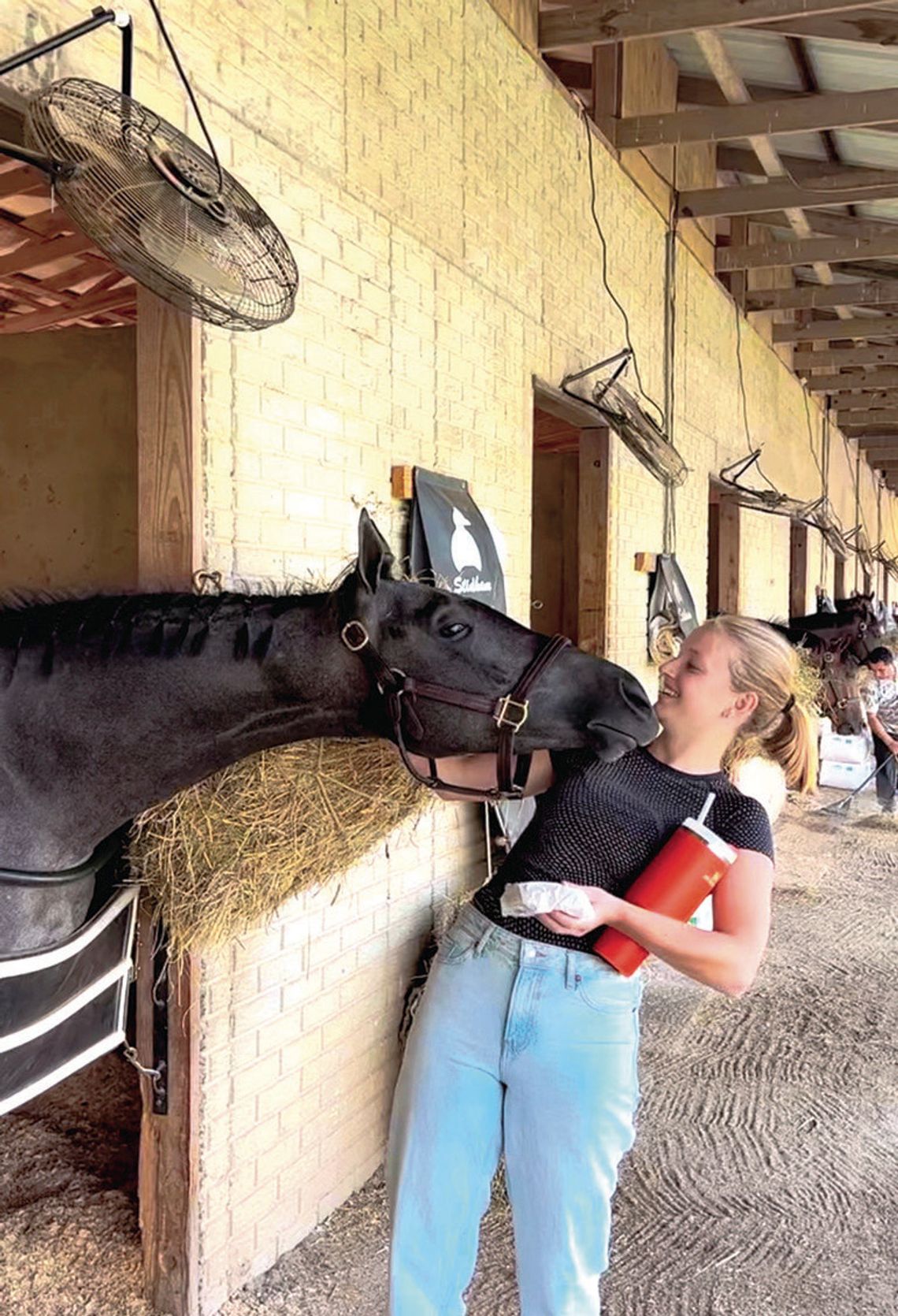 Exploring Her Equine Options