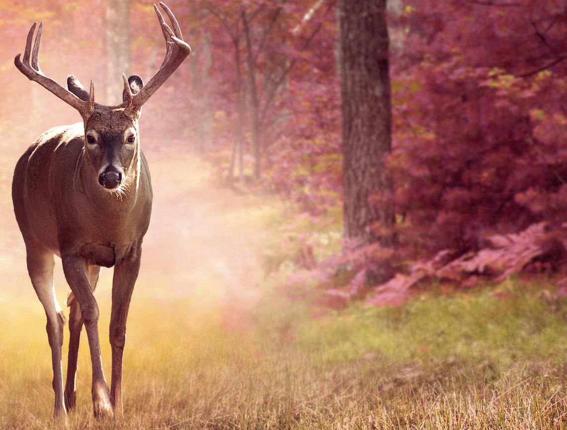 Fall Hunting Season Underway