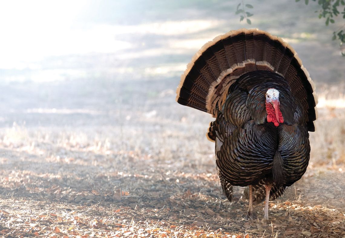 Fall Hunting Seasons Starting In Rockbridge