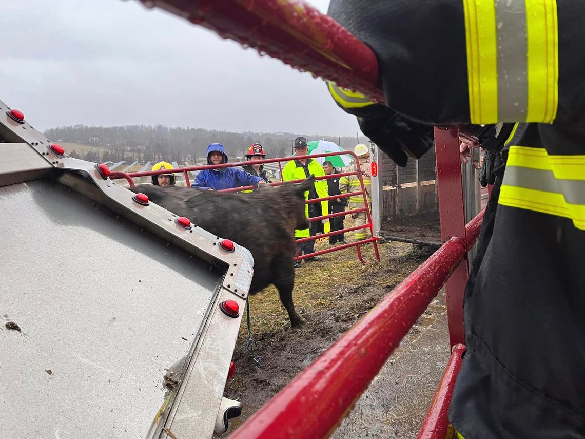 Farmers, Firefighters Corral Cattle From Overturned Trailer