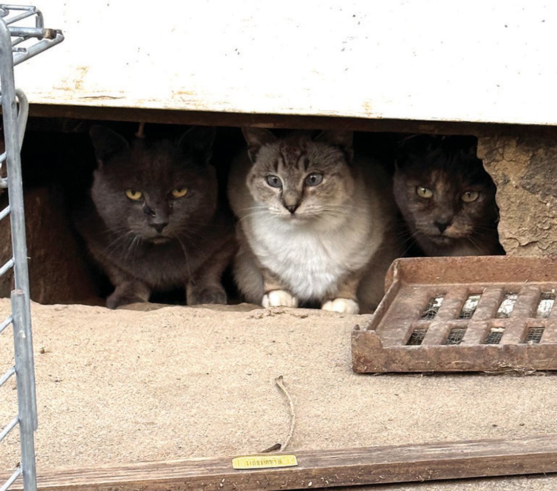 ‘Fixing’ A Cat Problem