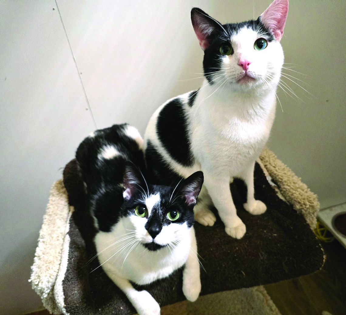 Furever Friends Helps Cats Get Home - To South Dakota