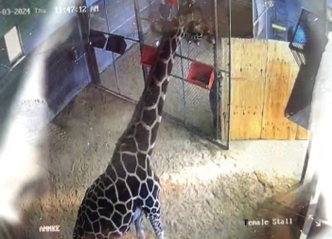 Giraffe Move On Hold