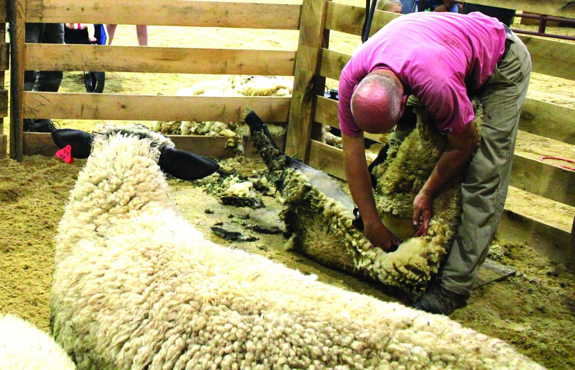 Giving Sheep A Hair Cut