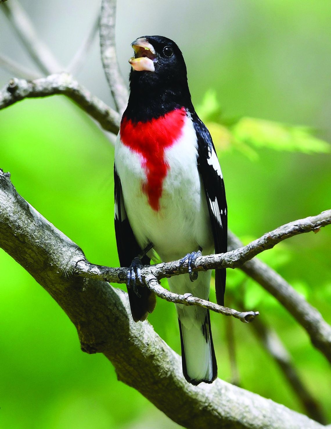 Hear, See Birds On The Mountain