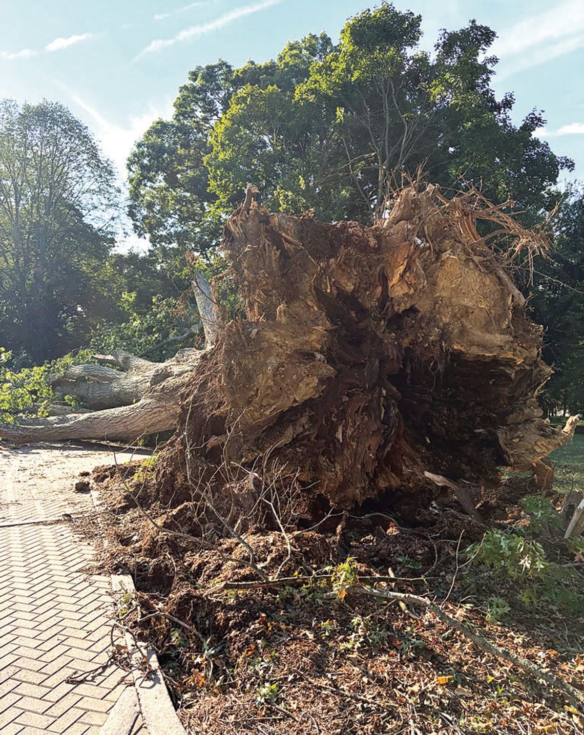 Historic Mulberry Hill Tree Lost Historic Mulberry Hill Tree Lost