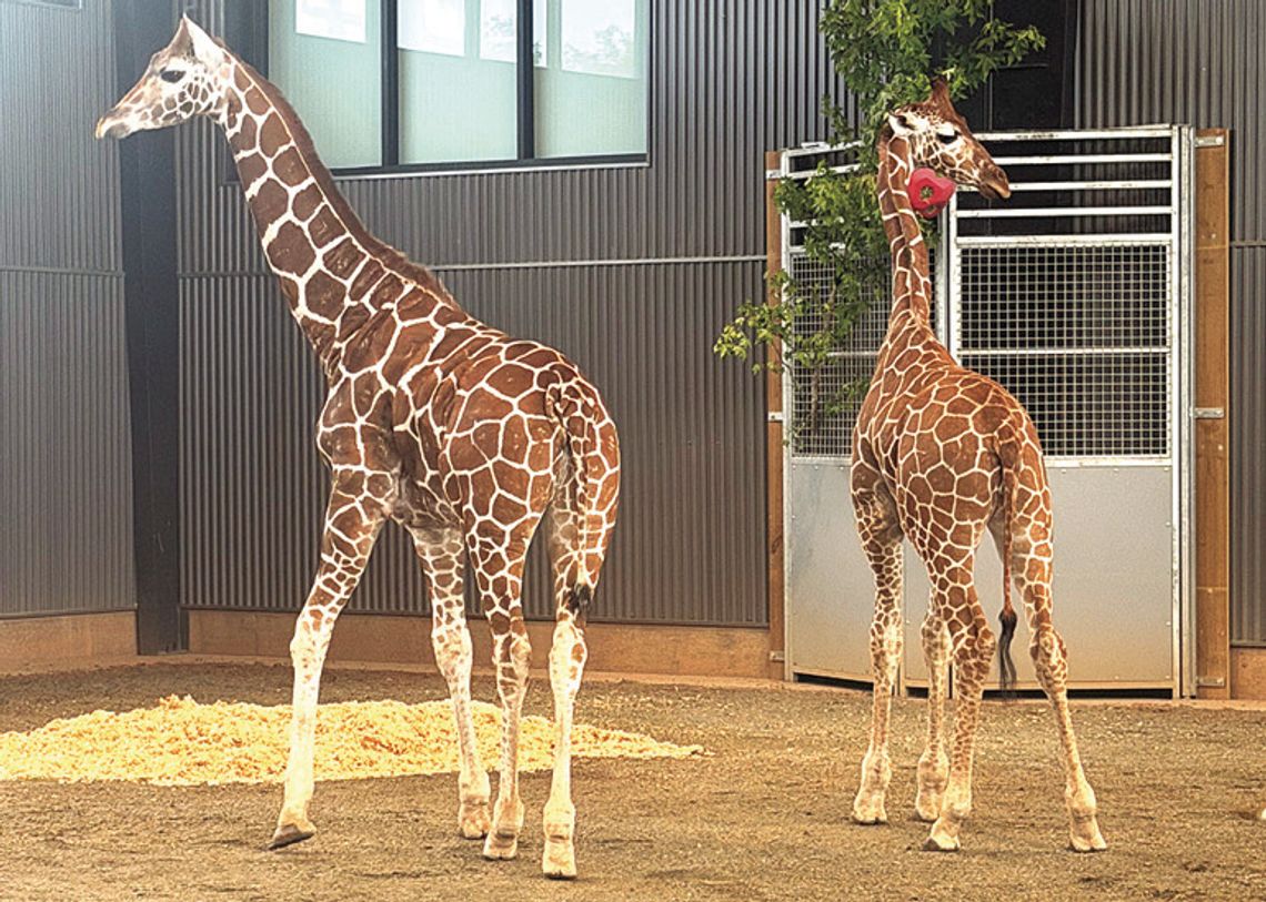 Missing Baby Giraffes Located, Says State AG Missing Baby Giraffes Located, Says State AG