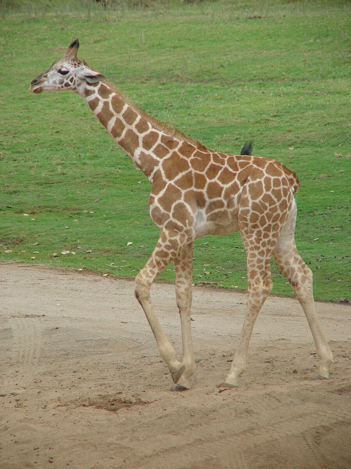 Mogensen, of Natural Bridge Zoo, Found in Contempt