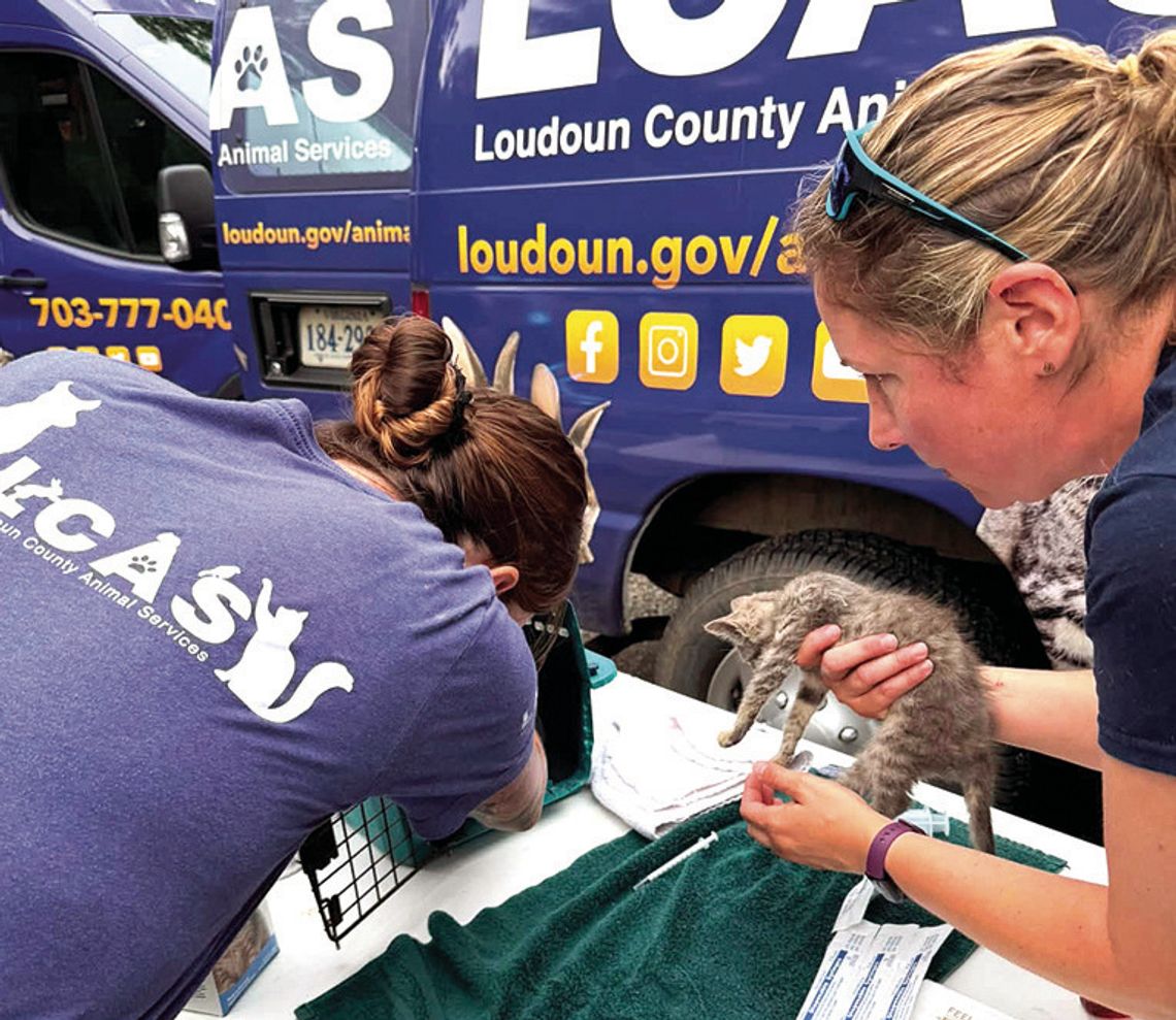 Over 50 Cats Rescued In County Over 50 Cats Rescued In County