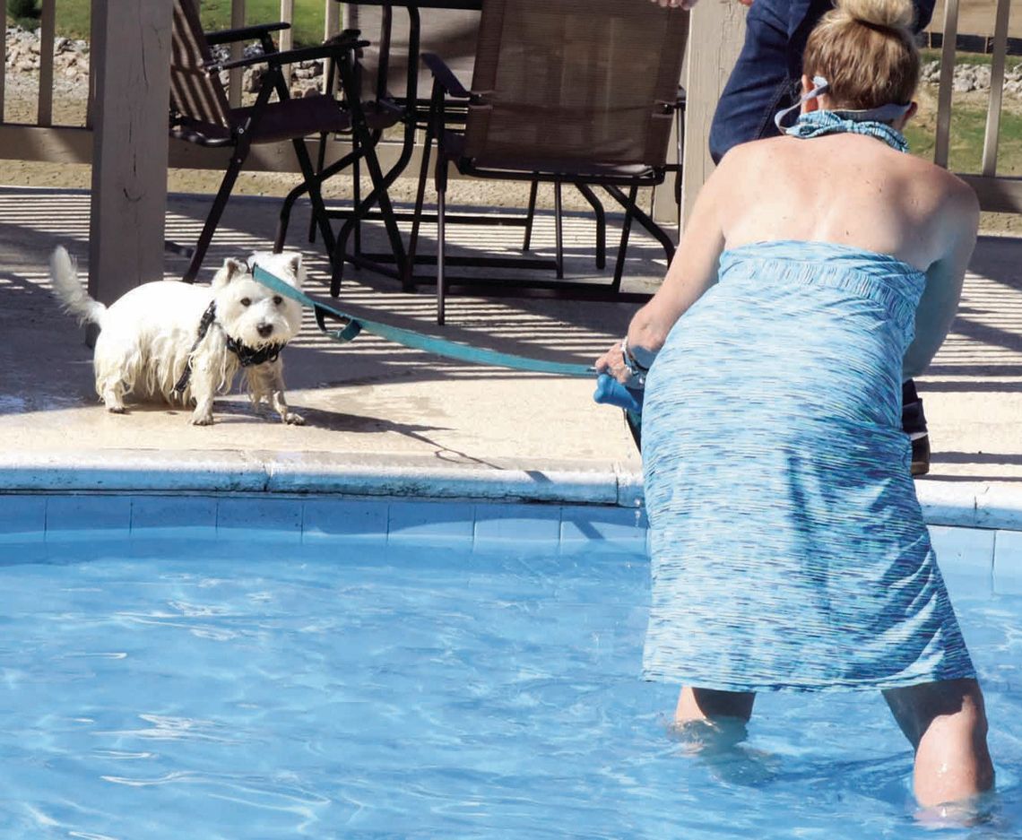 Pool Time For Dogs Pool Time For Dogs