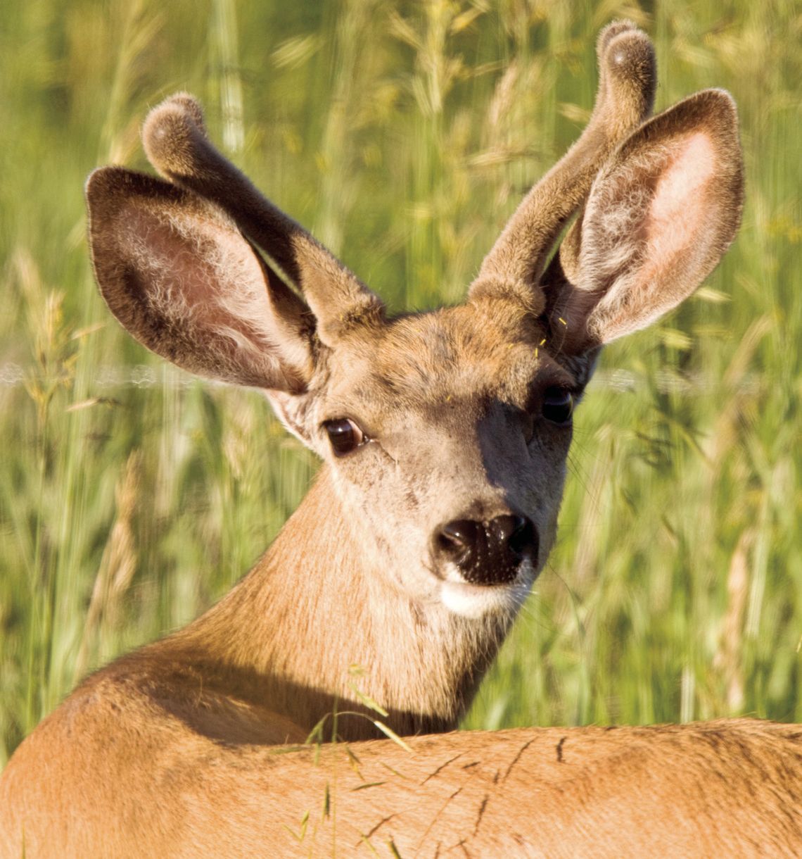 Rockbridge County Fall Hunting Seasons 2026-2027 Rockbridge County Fall Hunting Seasons 2026-2027