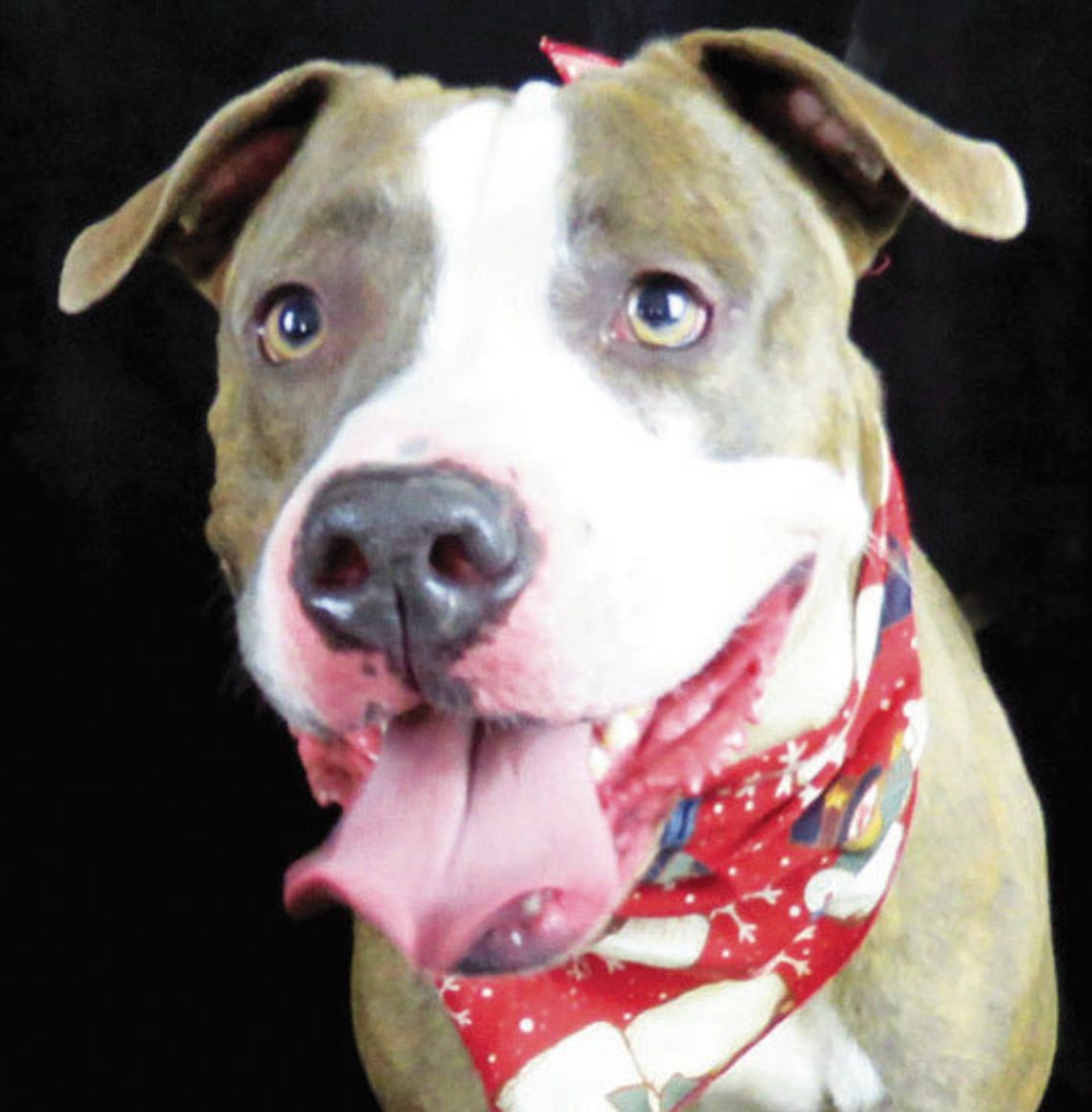 Rockbridge SPCA Rockbridge SPCA