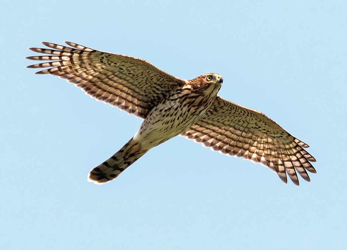 Rockfish Gap Hawk Watch Talk Topic