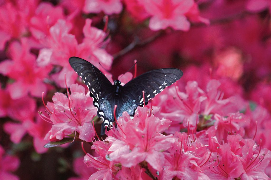 Spring Flowers, Spring Butterflies