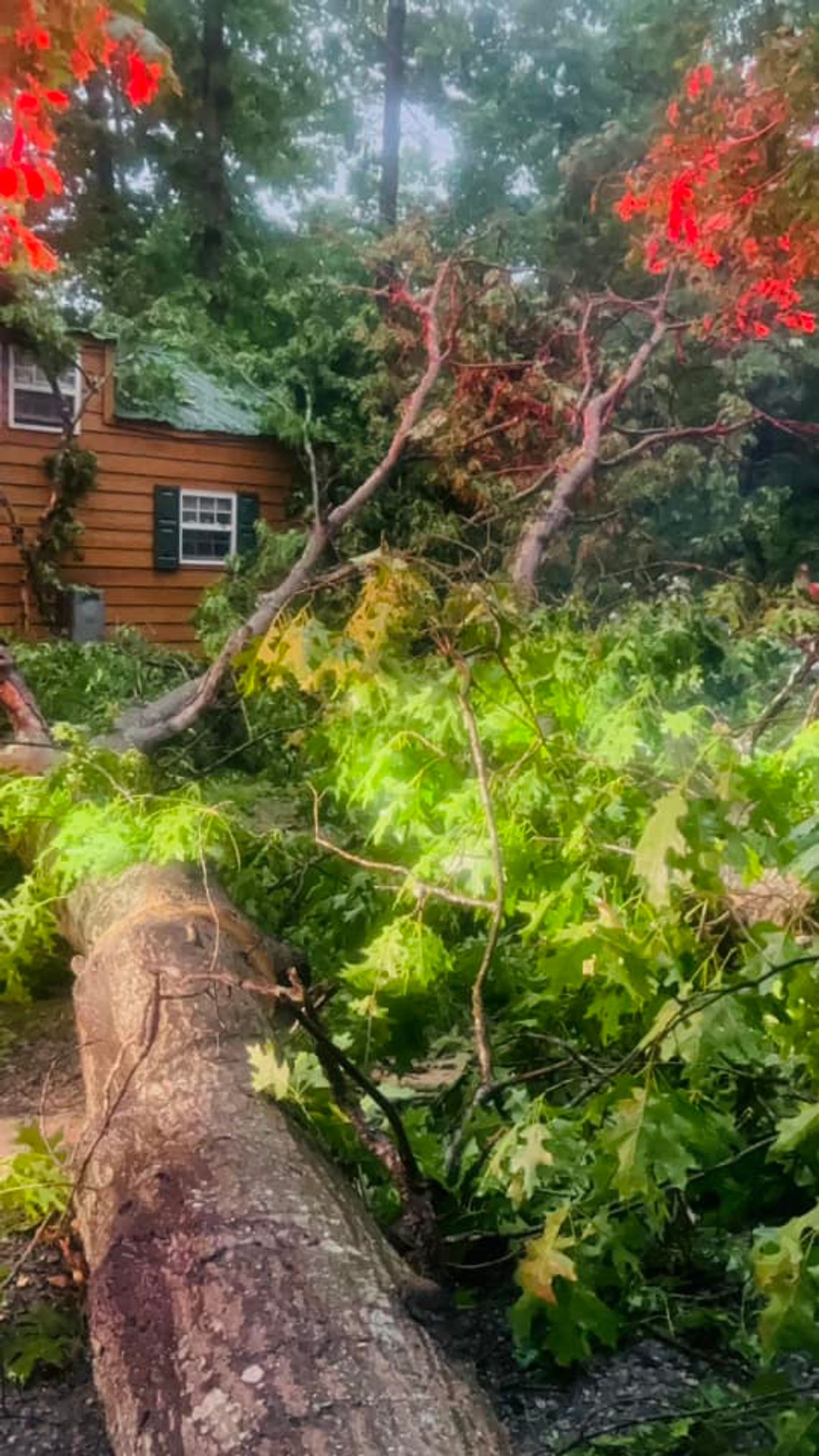 A fallen tree laying next to a cabin at the Jellystone Campground in Natural Bridge. The photo is looking toward the top of the tree from several feet down the trunk.