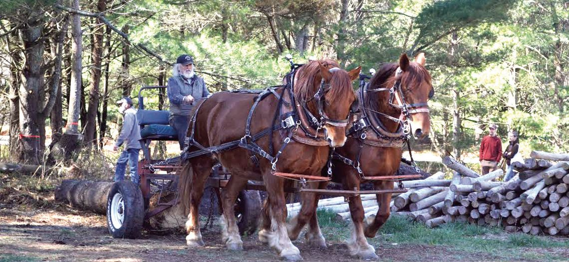 Timber Harvesting, Suffolk Events At VHC