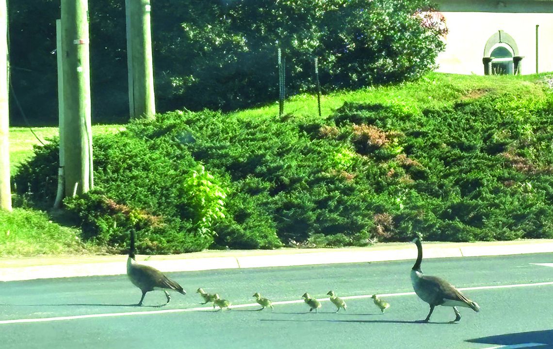 Traffic Stoppers
