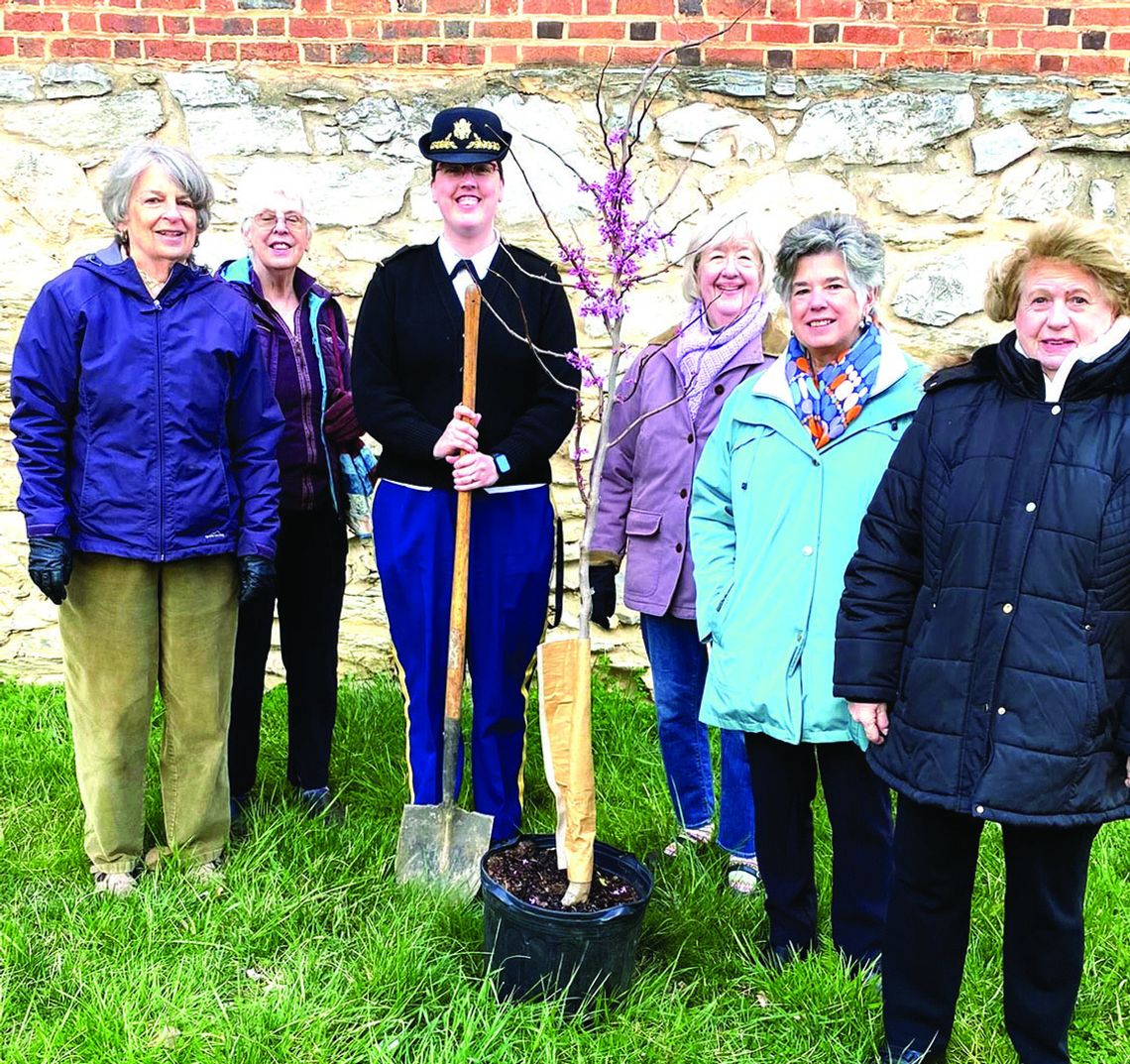 Tree Dedicated To Museum Volunteer